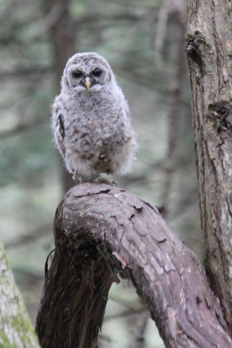 Barred Owl - ML235596071