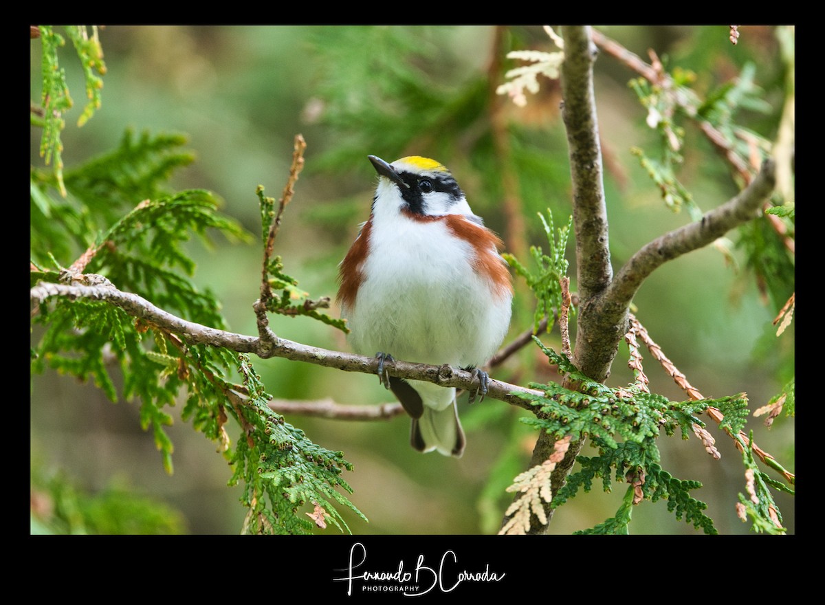 Chestnut-sided Warbler - ML235596161