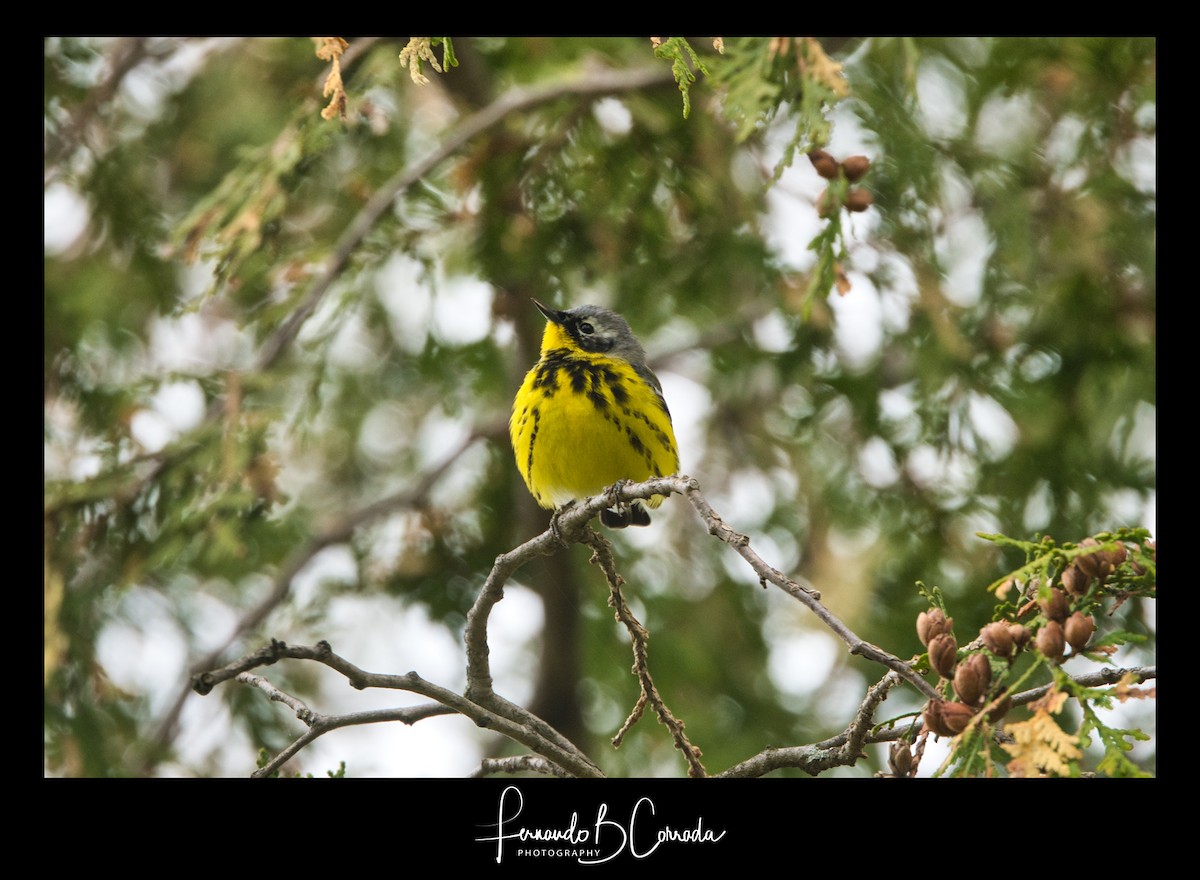 Magnolia Warbler - ML235596841