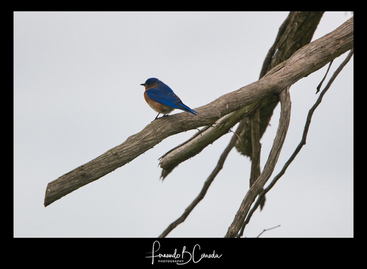 Eastern Bluebird - ML235597101