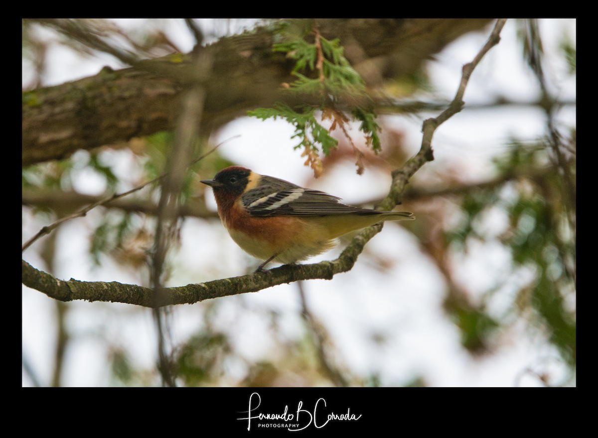 Bay-breasted Warbler - ML235597361