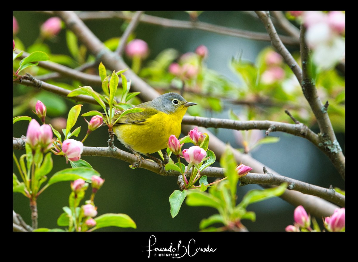 Nashville Warbler - ML235597621