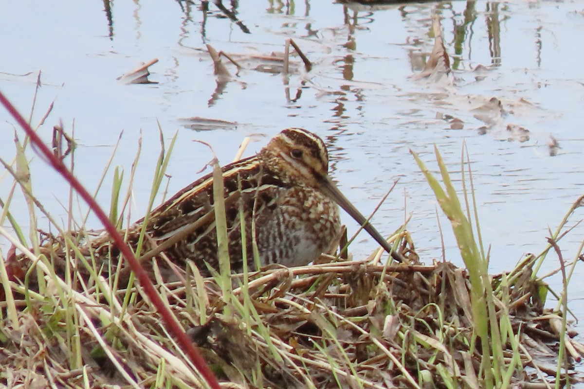 Wilson's Snipe - ML235597691