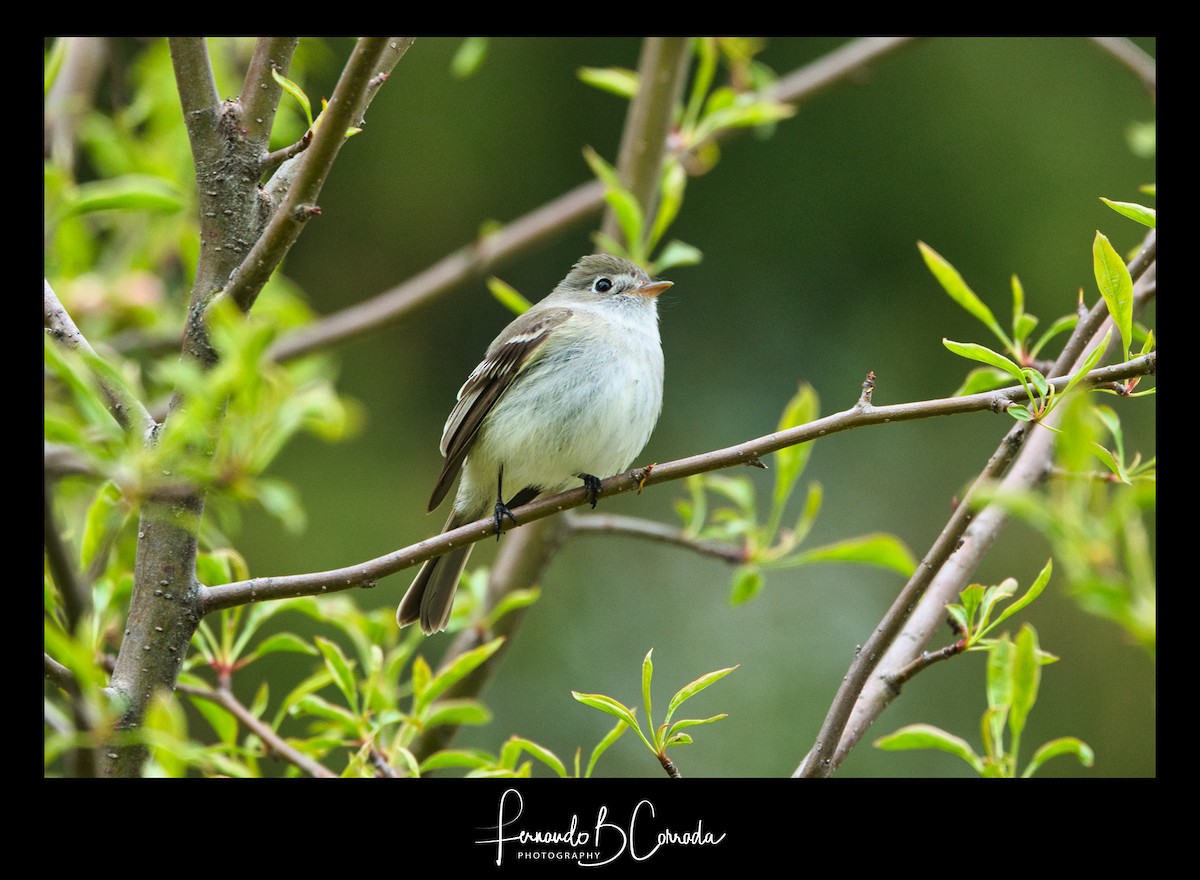 Least Flycatcher - ML235597901