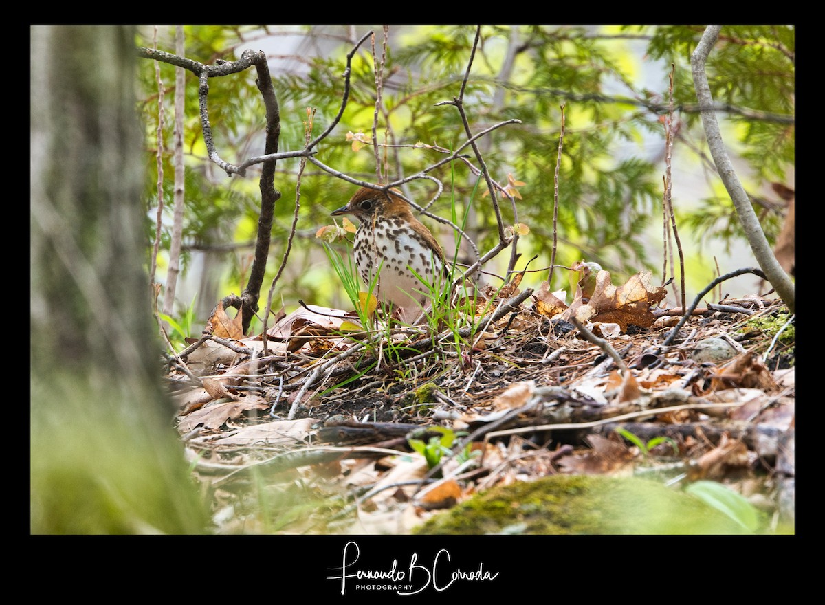 Wood Thrush - ML235598141