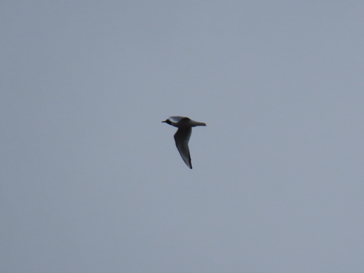 Bonaparte's Gull - ML235598381