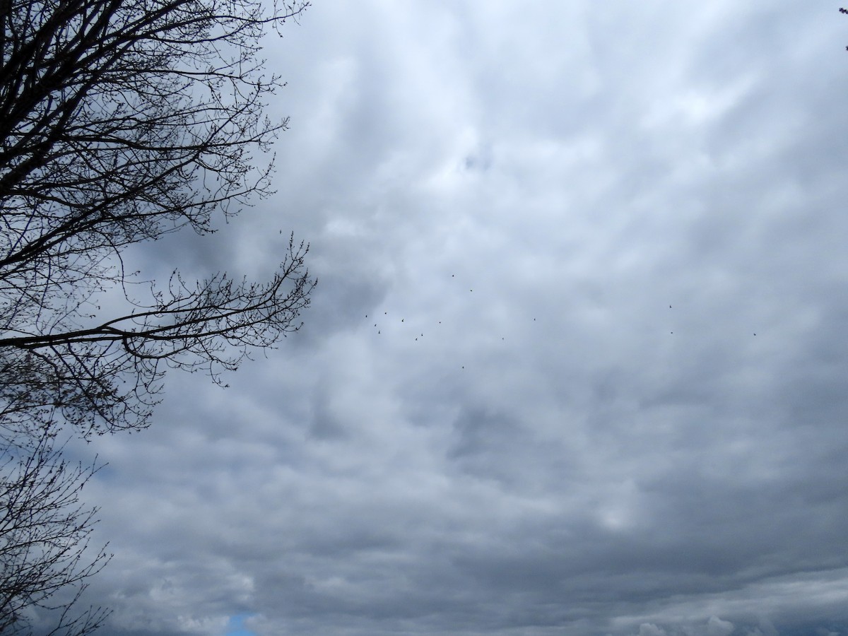 Mouette de Bonaparte - ML235598551