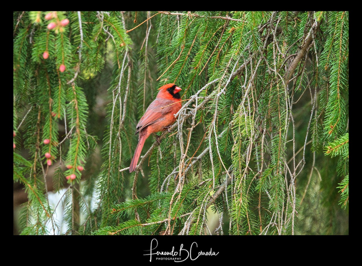 Cardinal rouge - ML235598771