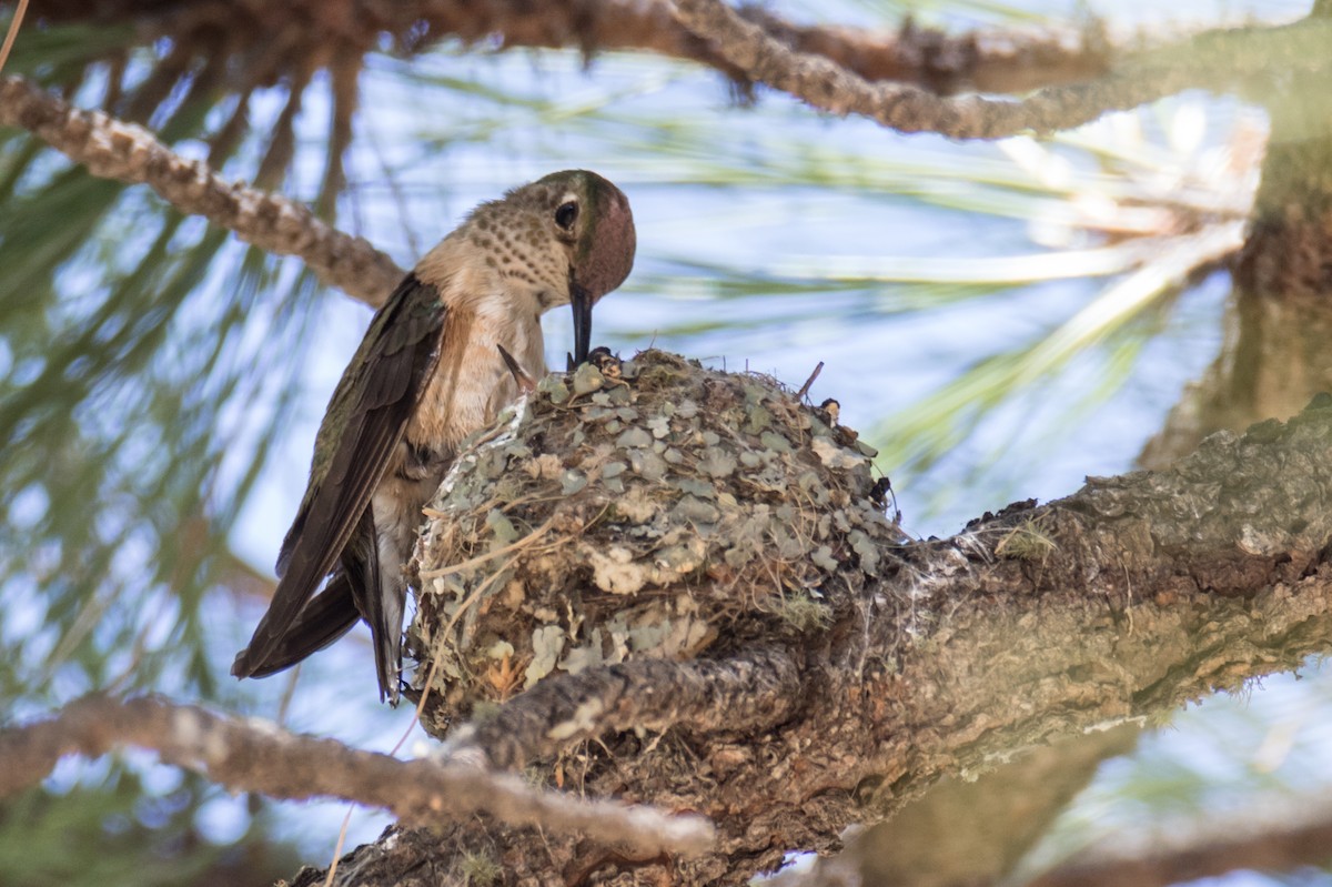 Broad-tailed Hummingbird - Robert Lewis