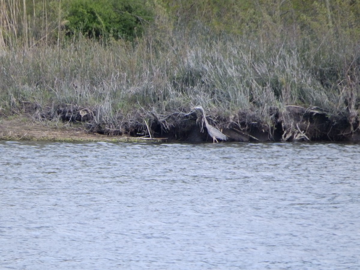Great Blue Heron - ML235601741