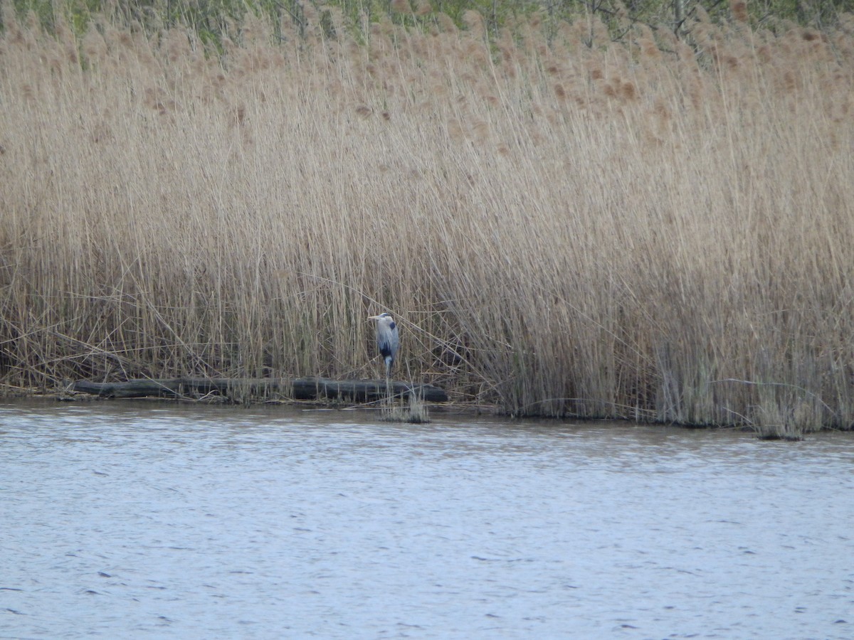 Great Blue Heron - ML235601841