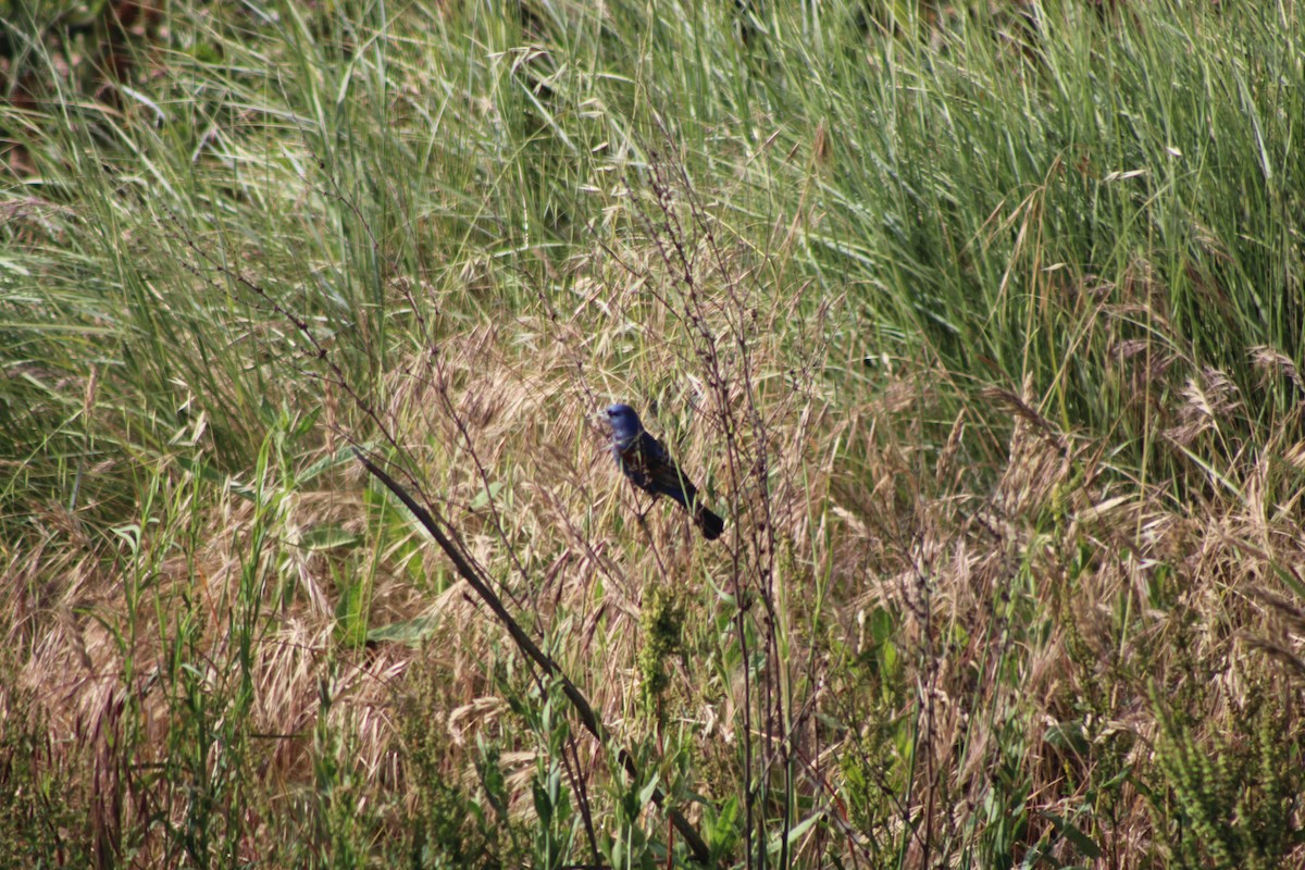 Blue Grosbeak - ML235603571