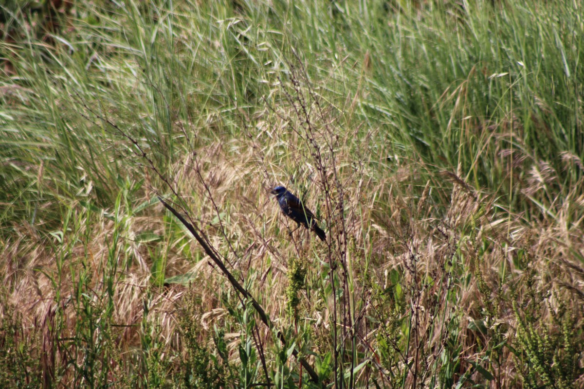 Blue Grosbeak - ML235603751