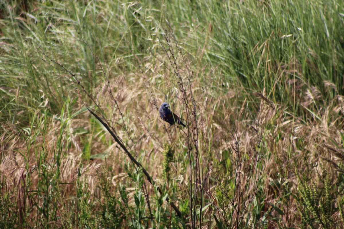 Blue Grosbeak - ML235603981