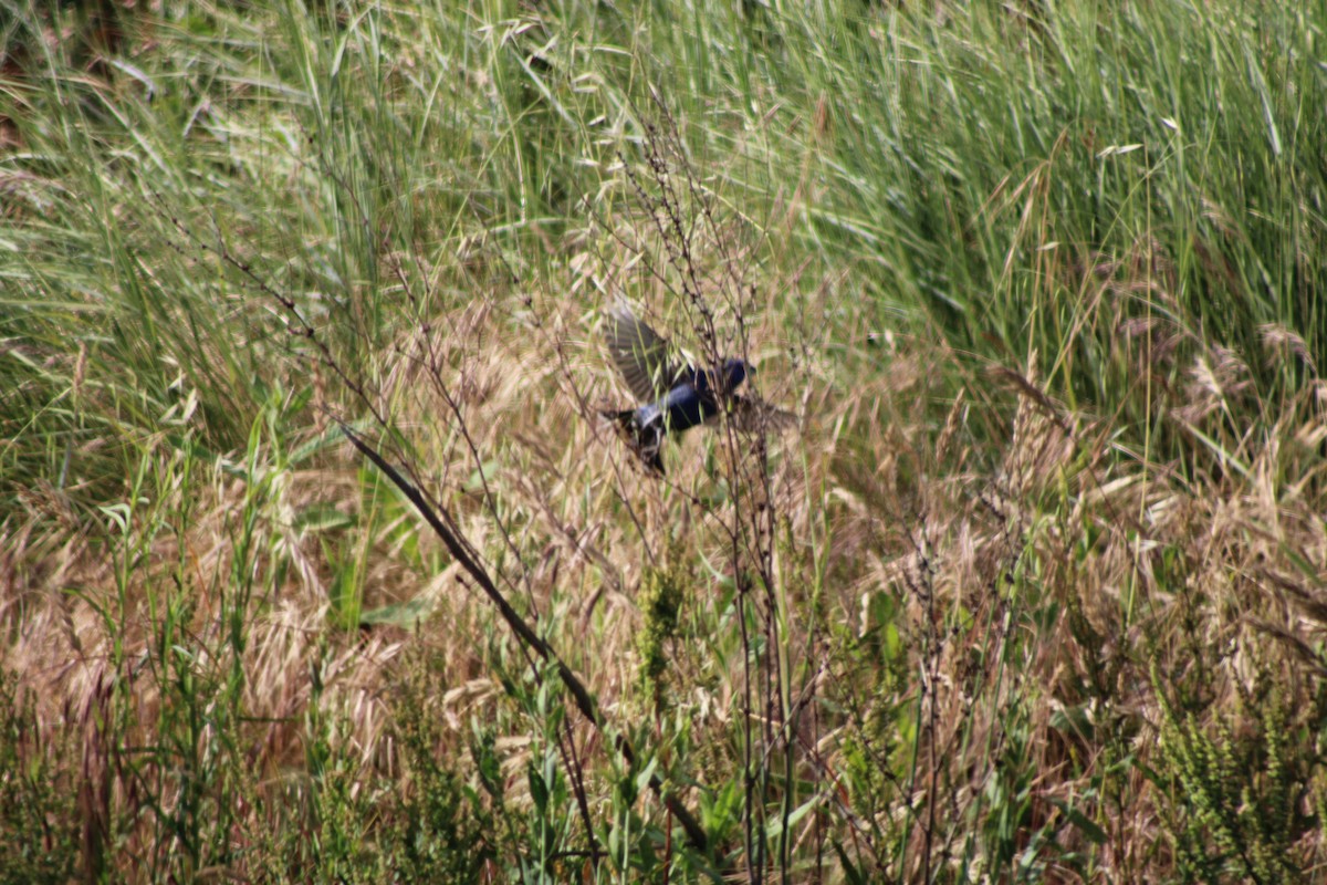 Blue Grosbeak - ML235604301
