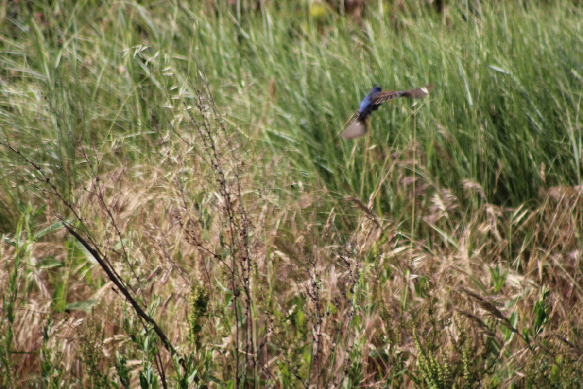 Blue Grosbeak - ML235604311