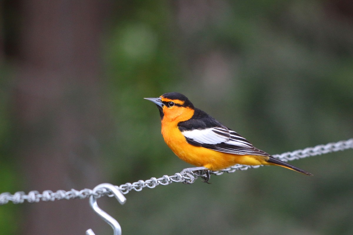 Bullock's Oriole - Sue Elwell