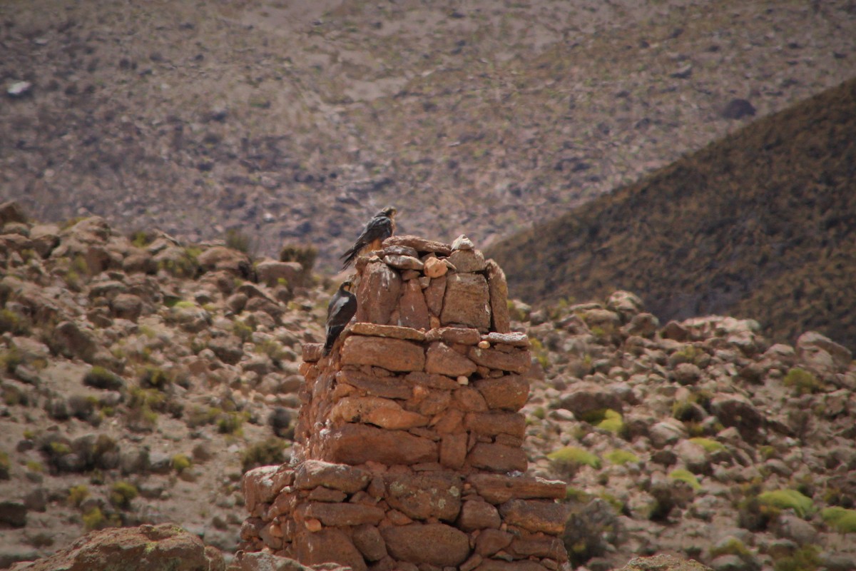 Aplomado Falcon - ML23560571