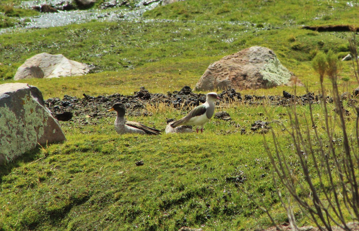 Andean Lapwing - ML23560621