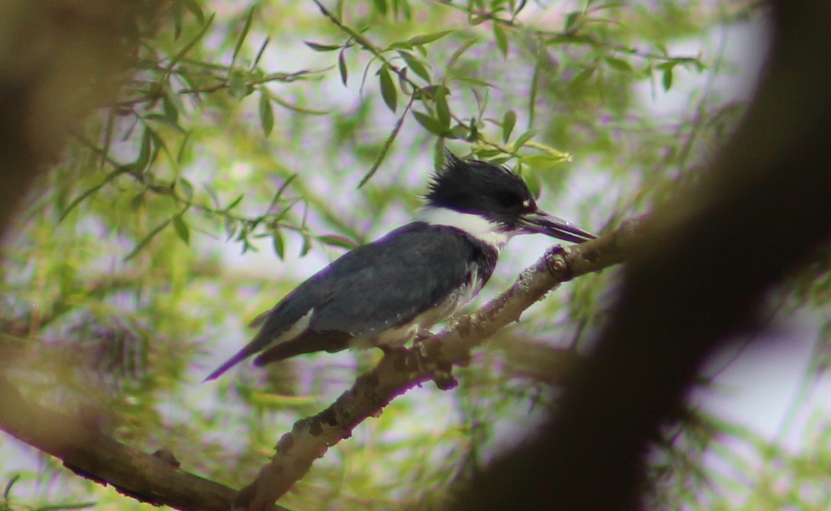 Belted Kingfisher - ML235606401
