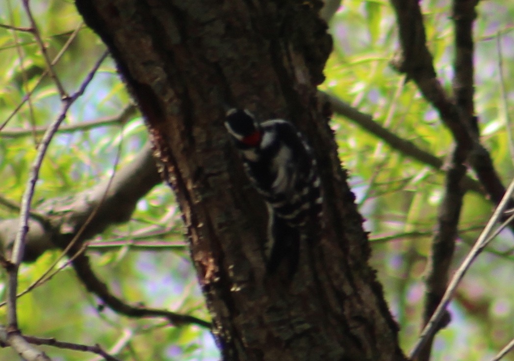 Downy Woodpecker - ML235606621