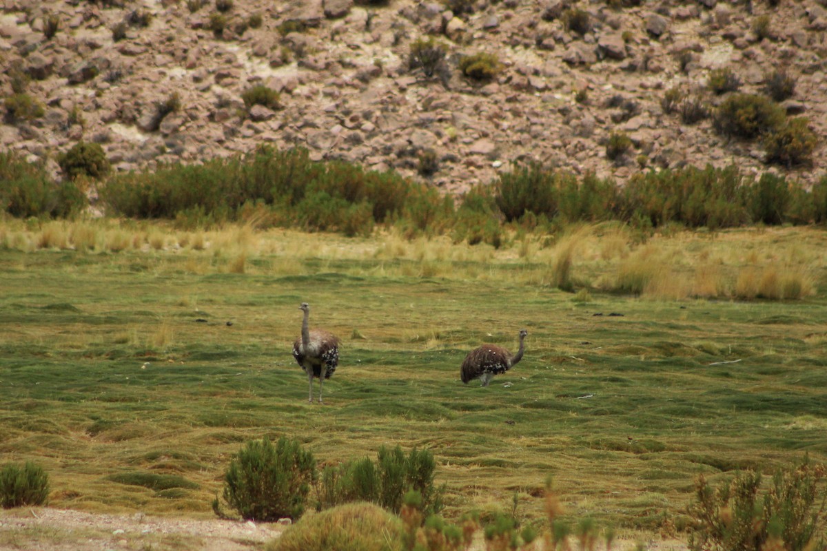 Lesser Rhea - ML23560681