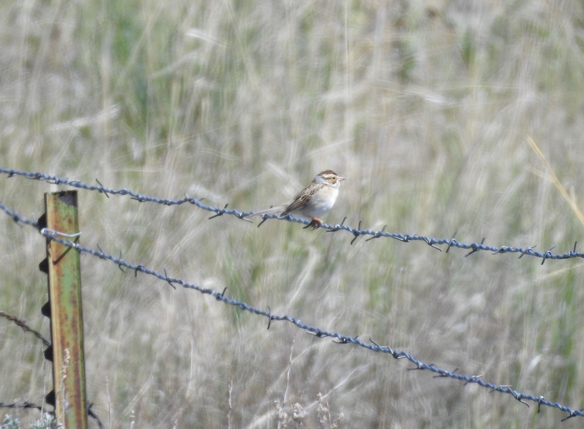 Clay-colored Sparrow - ML235606921