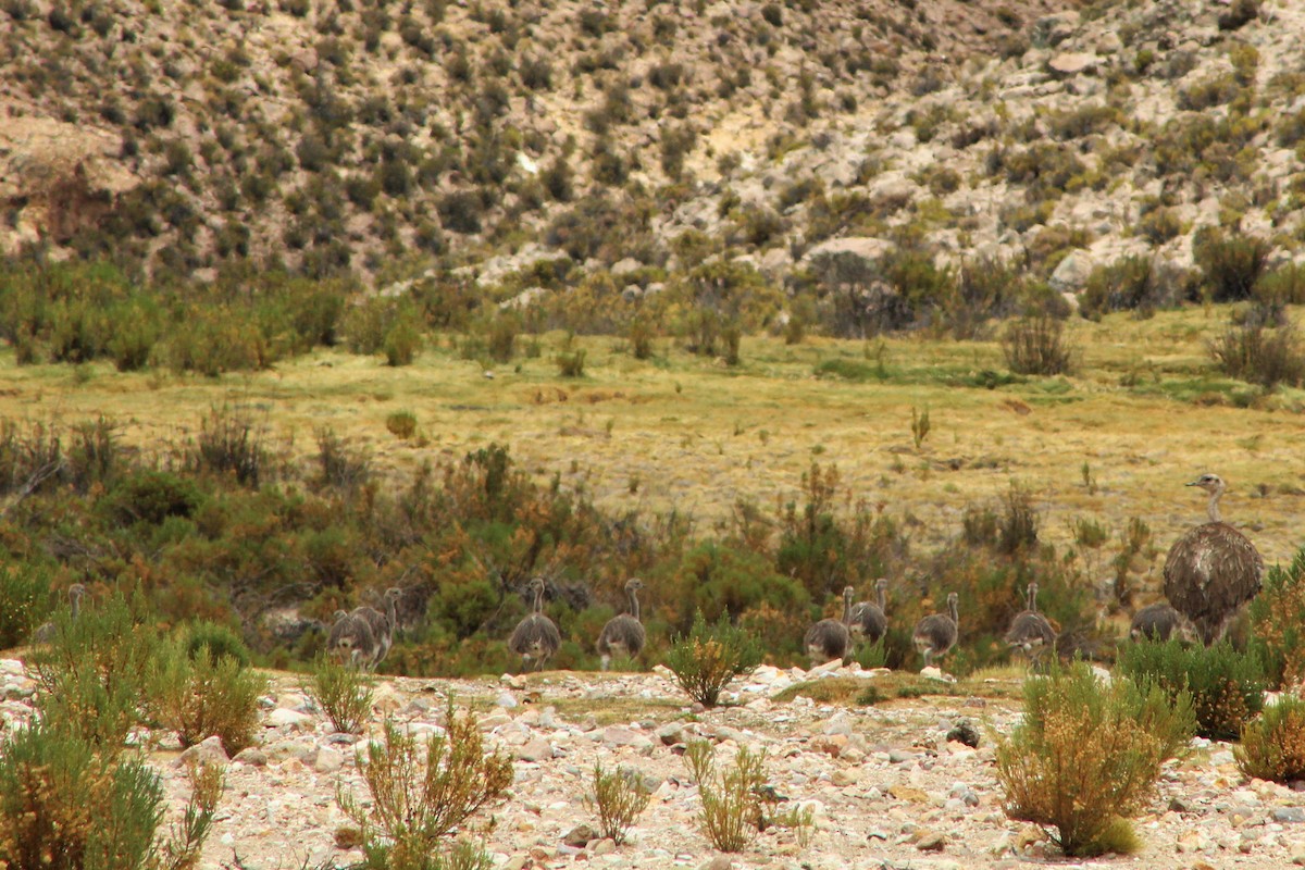 Lesser Rhea - ML23560711
