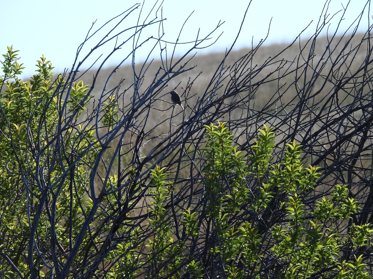 Clay-colored Sparrow - ML235607161