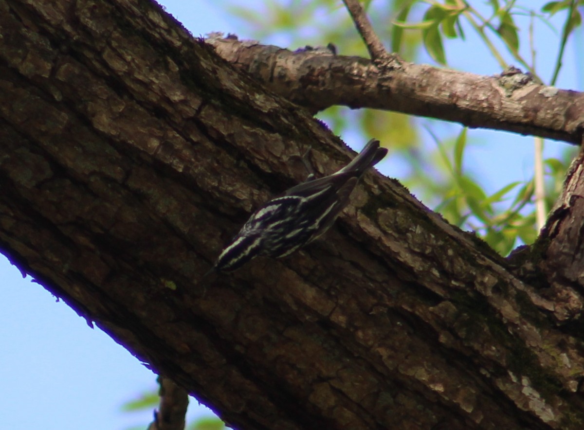 Black-and-white Warbler - ML235607171