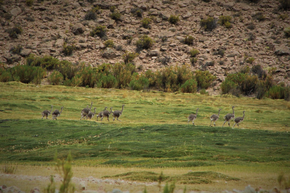 Lesser Rhea - ML23560721
