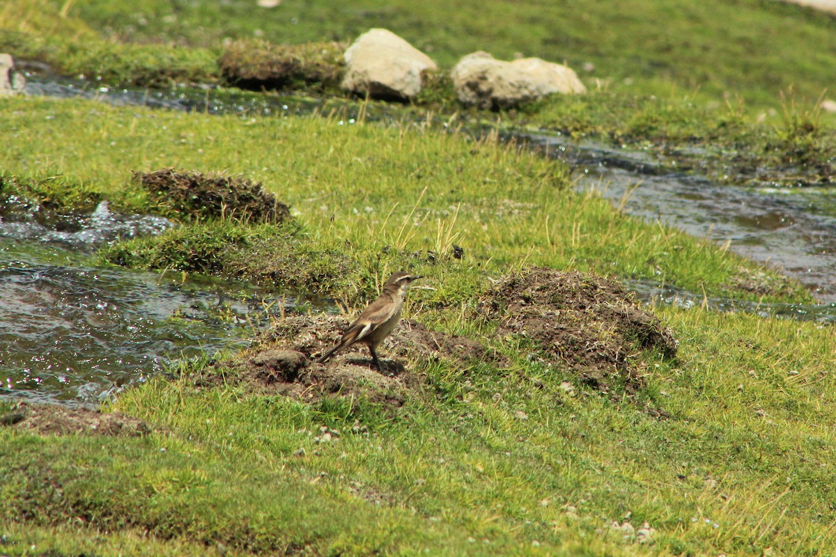 Cream-winged Cinclodes - ML23560731
