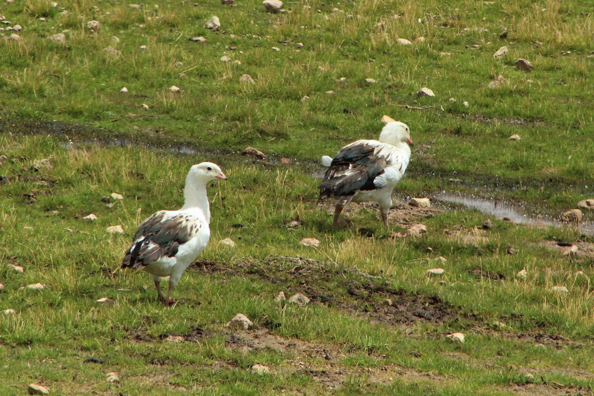 Andean Goose - ML23560741