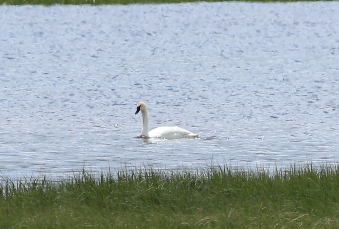 Trumpeter Swan - ML235608371