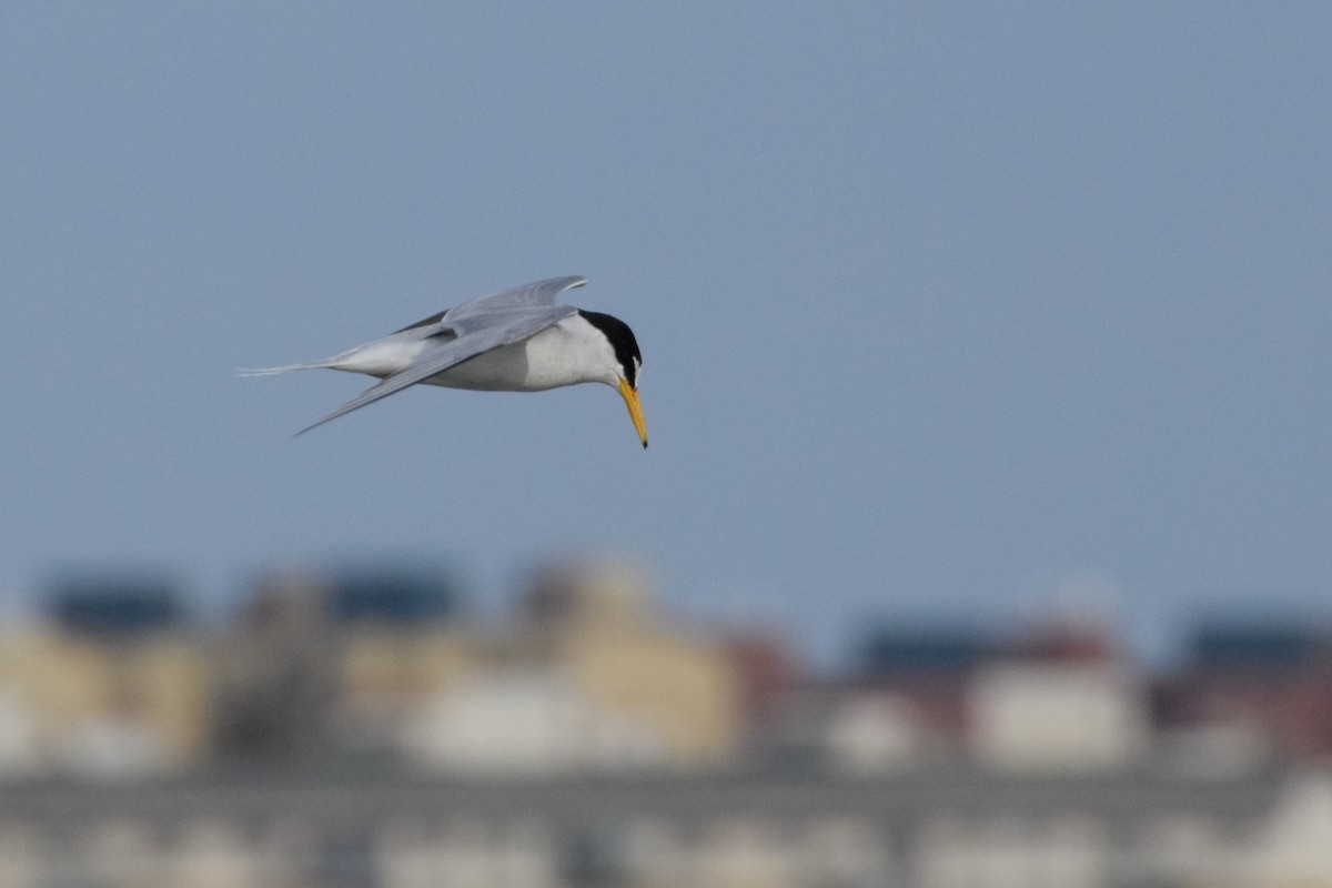 Little Tern - ML235609211