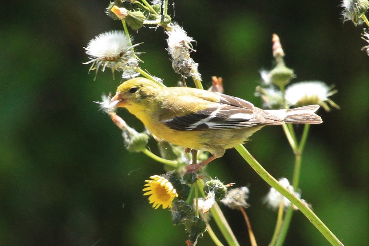 American Goldfinch - ML235610621