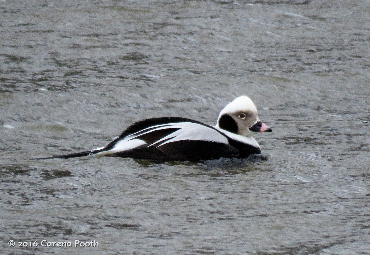 Long-tailed Duck - Carena Pooth