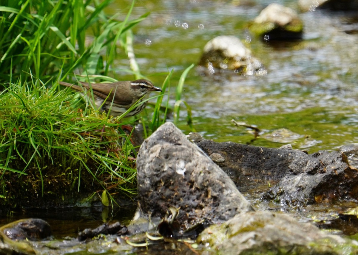 Louisiana Waterthrush - ML235615161