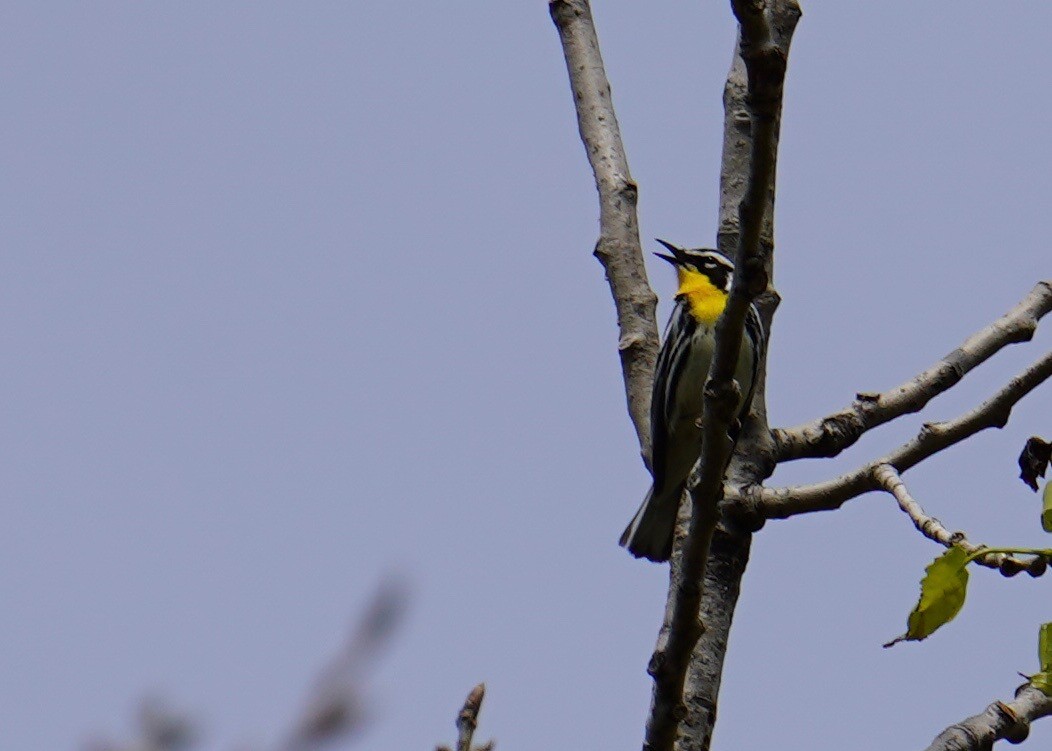Yellow-throated Warbler - ML235615871