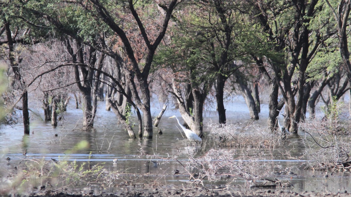 Great Egret - ML23561701