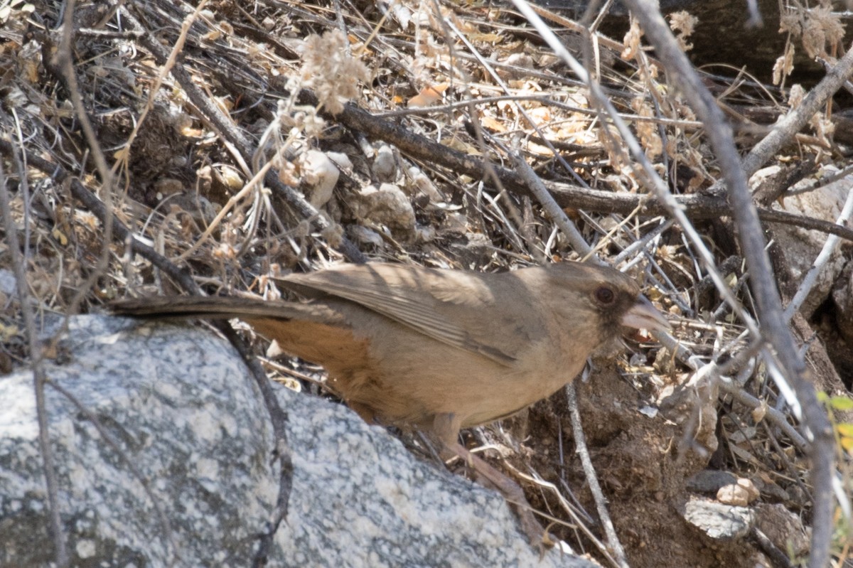 Abert's Towhee - ML235618261