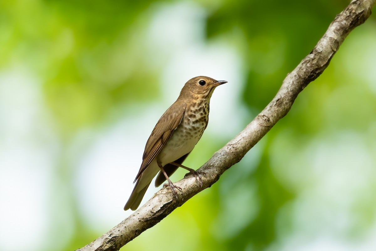 Swainson's Thrush - ML235620861