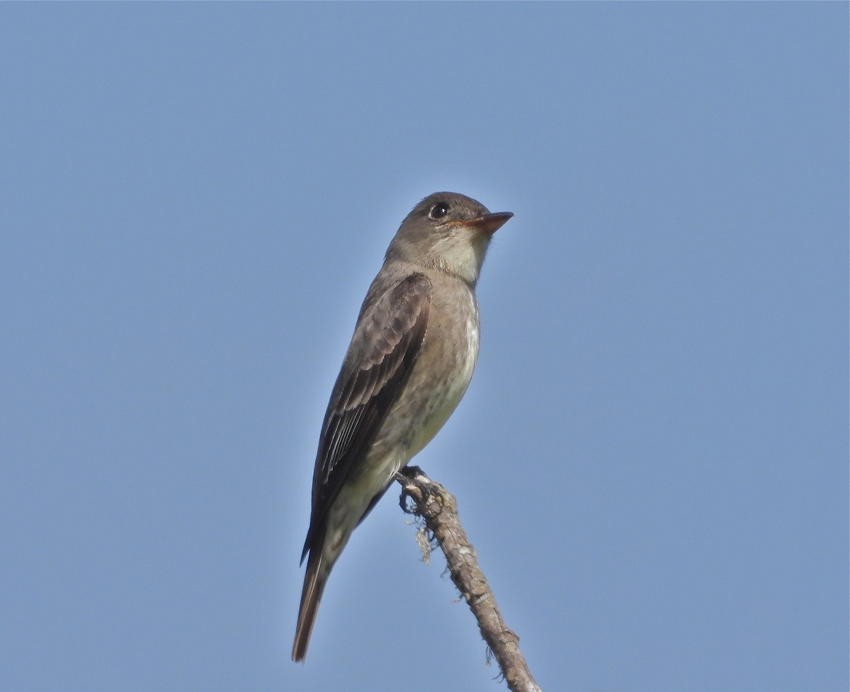 Olive-sided Flycatcher - Pair of Wing-Nuts