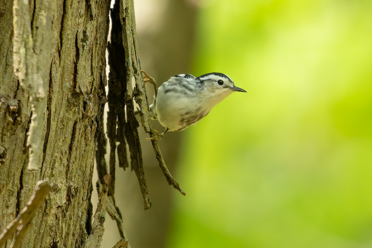 Black-and-white Warbler - ML235621081