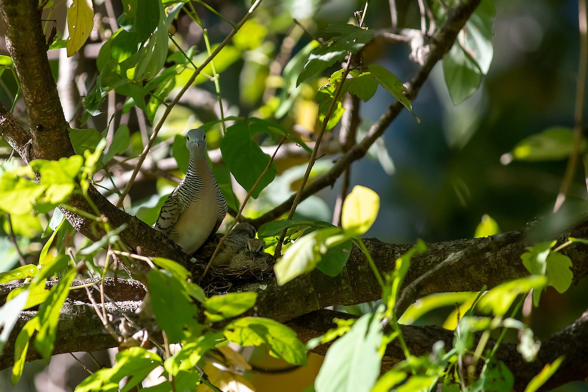 斑馬鳩 - ML235623441