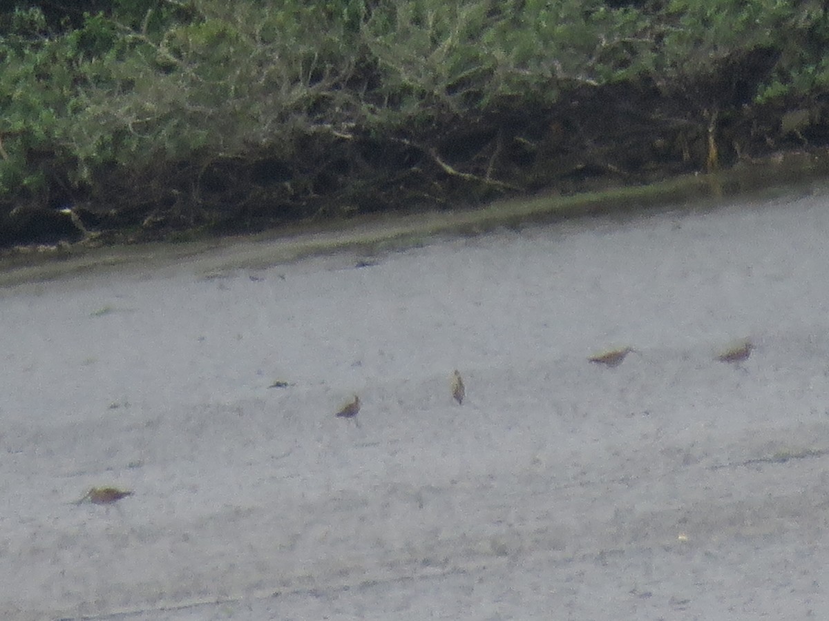 Whimbrel - Pam Otley