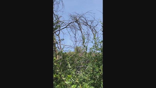 Іктерія - ML235623541