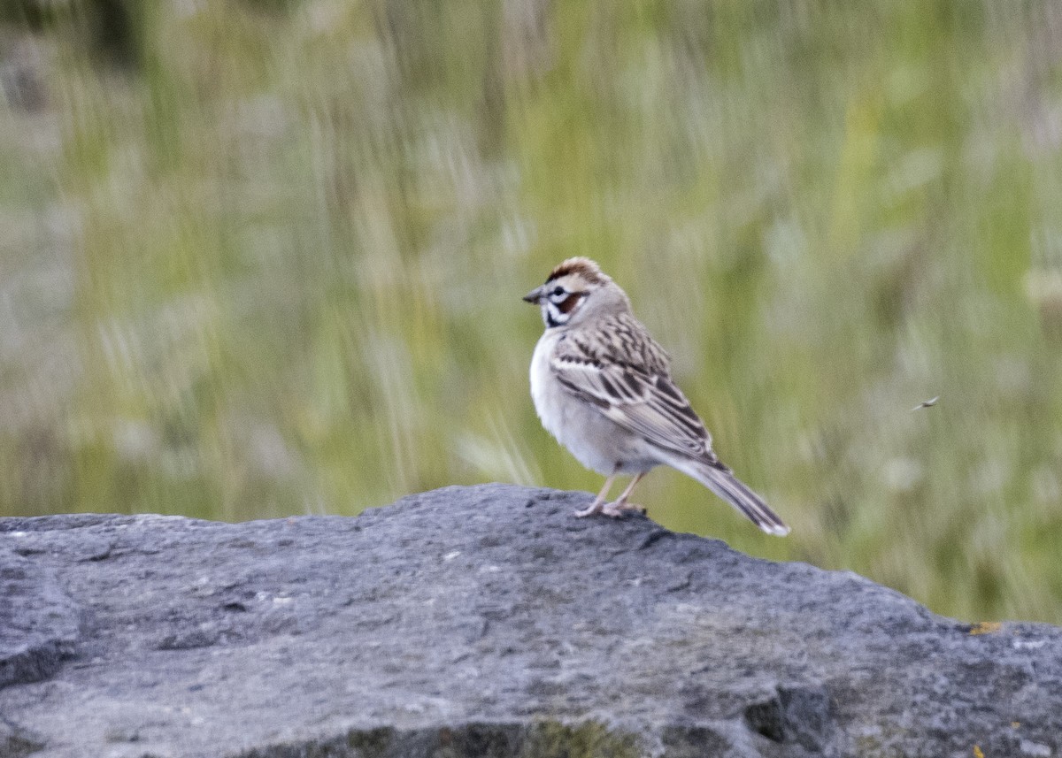 Lark Sparrow - ML235623711