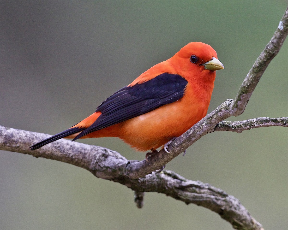 Scarlet Tanager - ML235624331