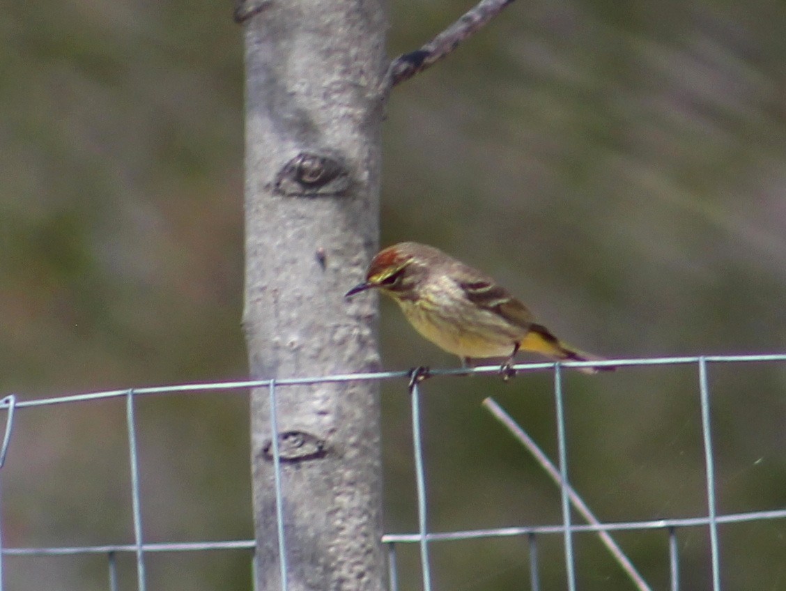 Palm Warbler - ML235624641